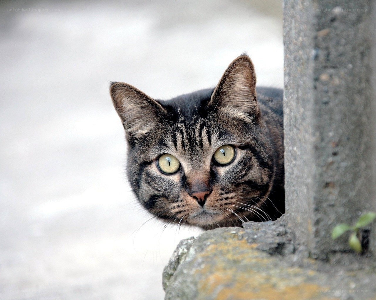 tabby cat peeking from behind wall