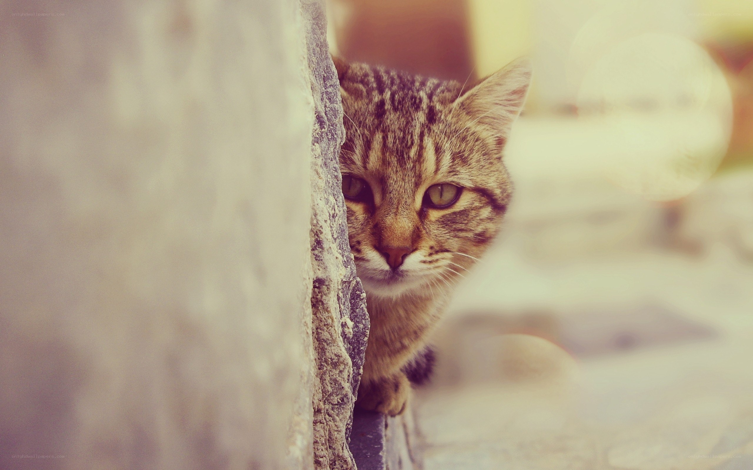 tabby cat peeking from behind wall