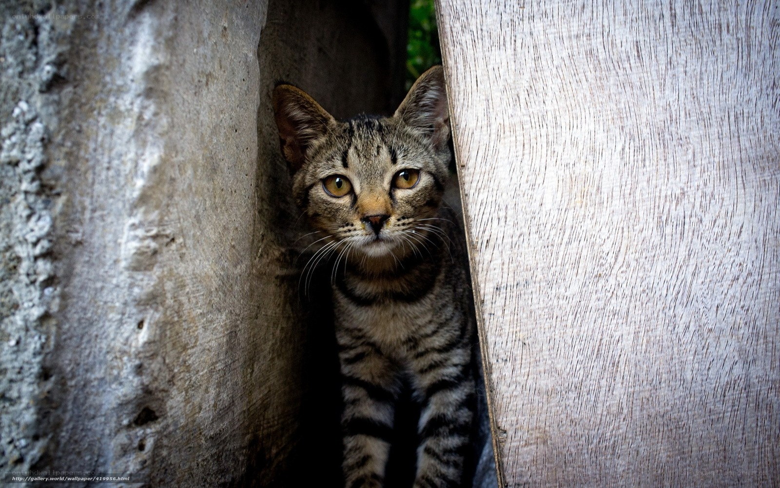 Tabby cat peeking from hiding