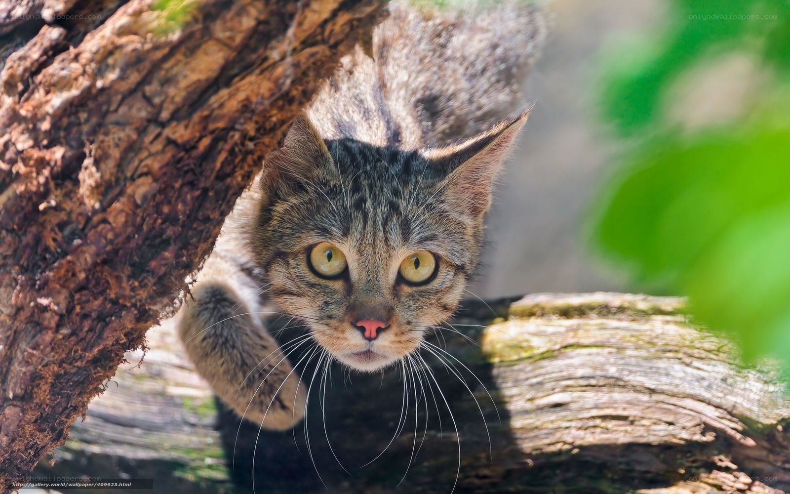 Tabby cat peeking from tree
