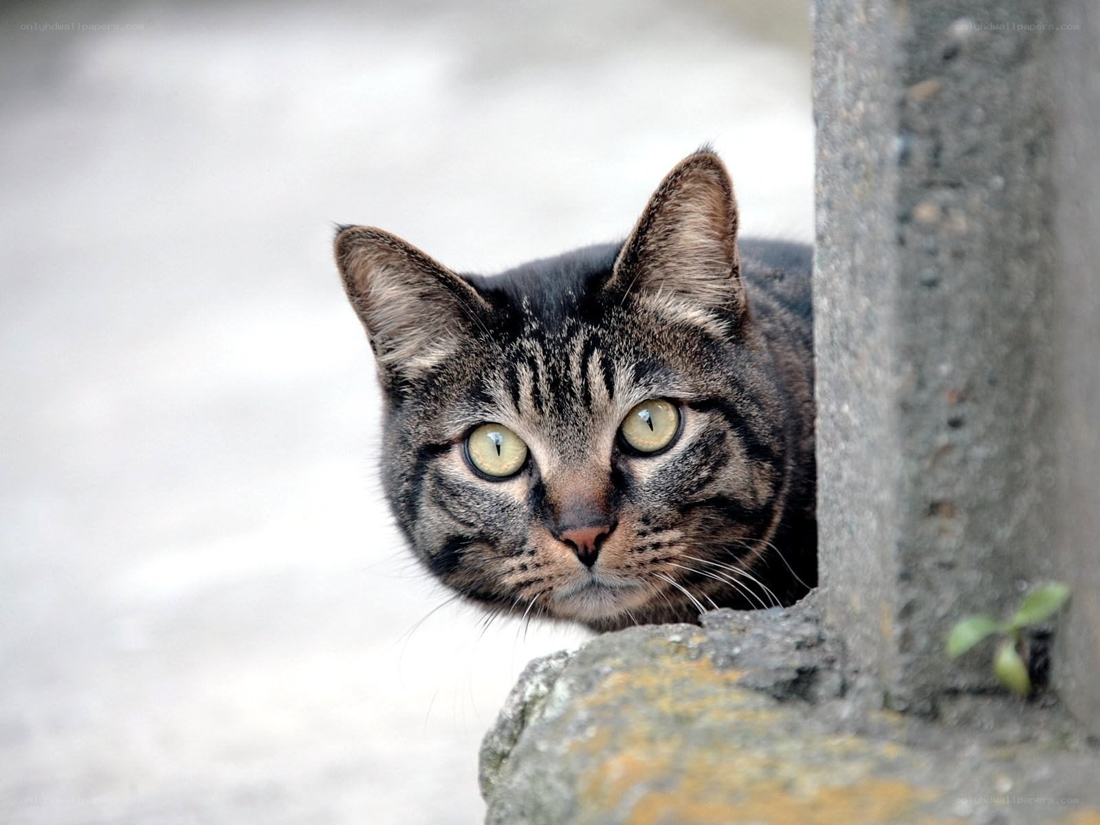 tabby cat peeking from wall