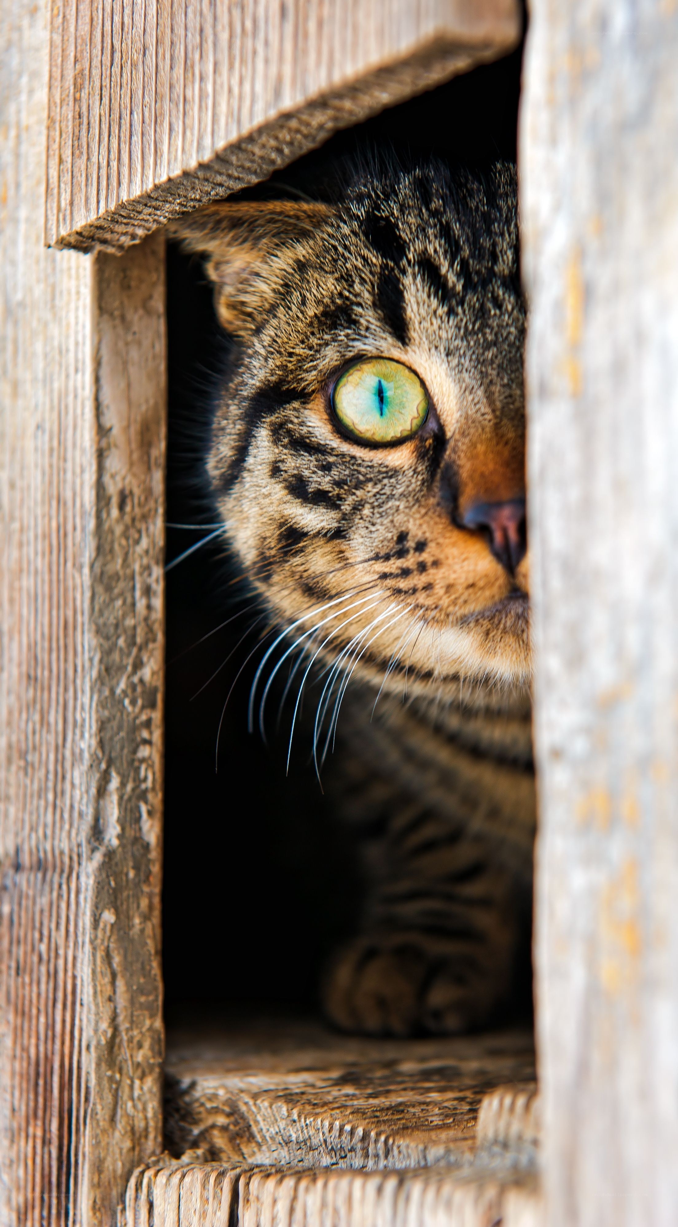 tabby cat peeking from wooden box