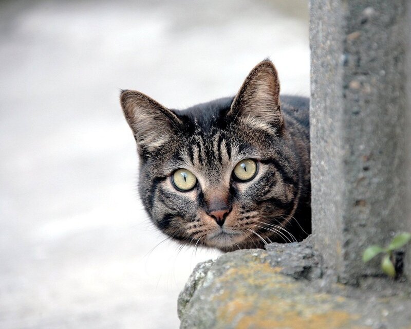 Tabby Cat Peeking — Gray, Curious, Photograph