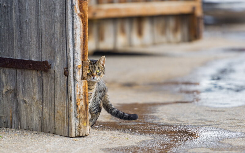 Tabby Cat Peeking — Gray, Curious