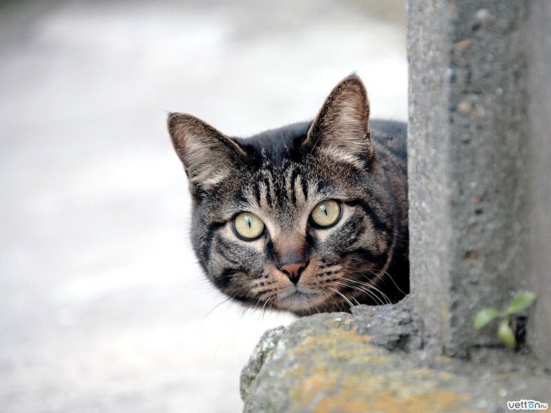 Tabby Cat Peeking — Gray