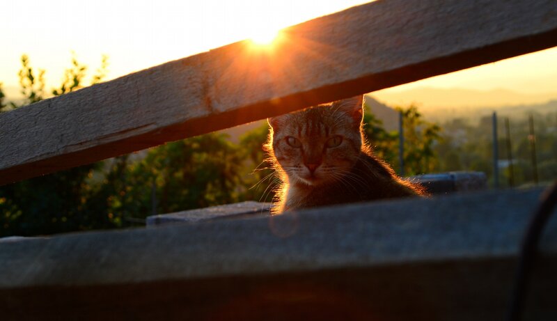 Tabby Cat Peeking — Orange, Dramatic