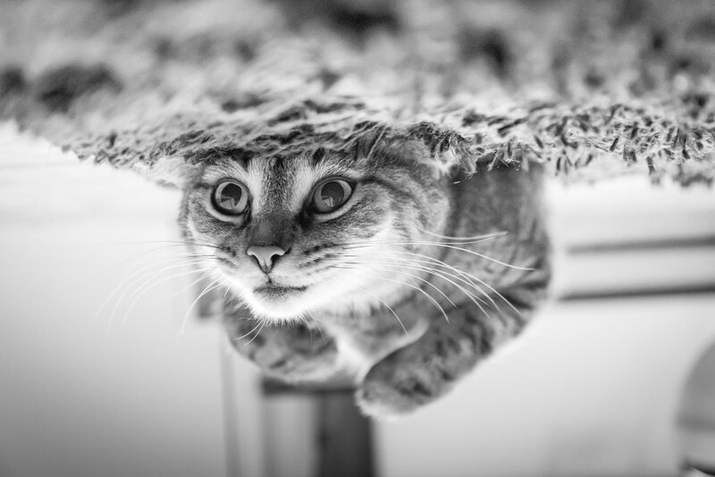 Tabby Cat Peeking Out — Black, Curious
