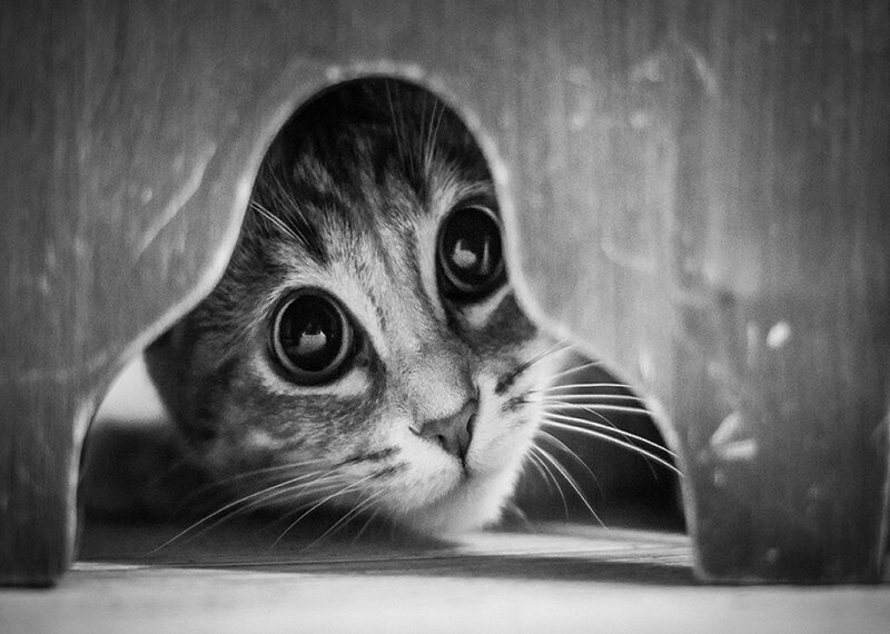 Tabby Cat Peeking Out — Black