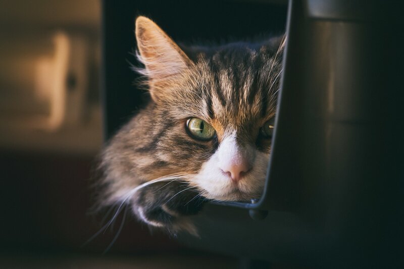 Tabby Cat Peeking Out — Brown, Curious, Photograph