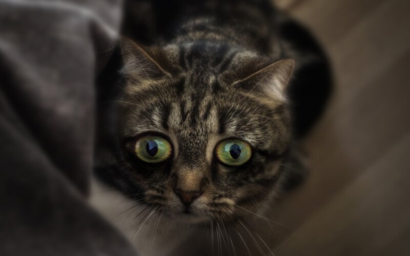 Tabby Cat Peeking Out — Brown, Curious