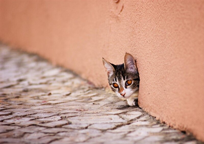 Tabby Cat Peeking Out — Brown