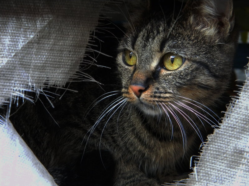 Tabby Cat Peeking Out — Gray