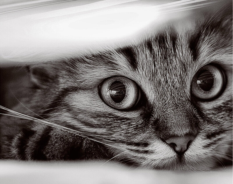 Tabby Cat Peeking Out
