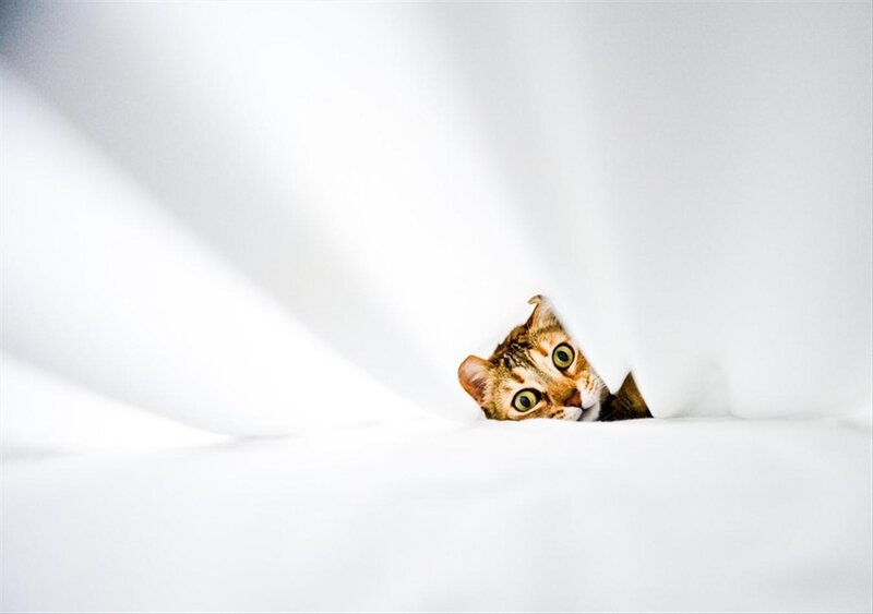 Tabby Cat Peeking Out — White