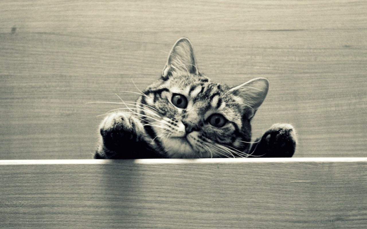 tabby cat peeking over edge