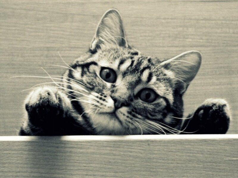 tabby cat peeking over edge