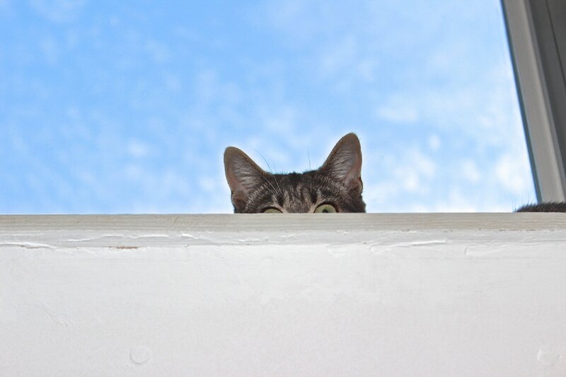 Tabby Cat Peeking over Edge — Blue