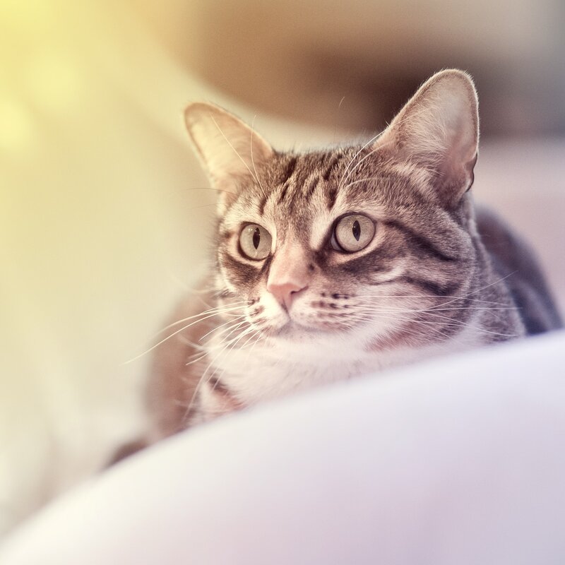 Tabby Cat Peeking over Edge — Gray, Curious, Morning