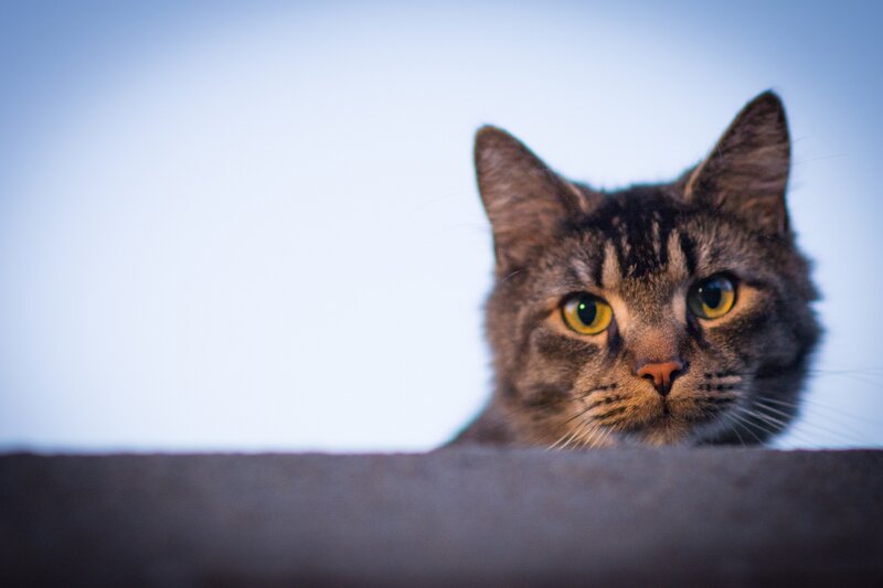 Tabby Cat Peeking over Edge — Gray