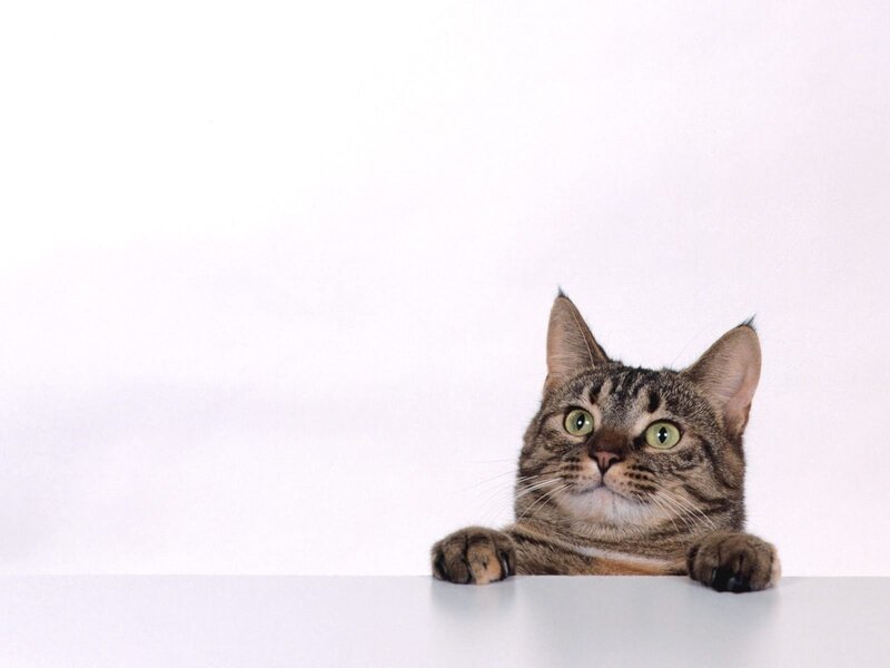 tabby cat peeking over edge