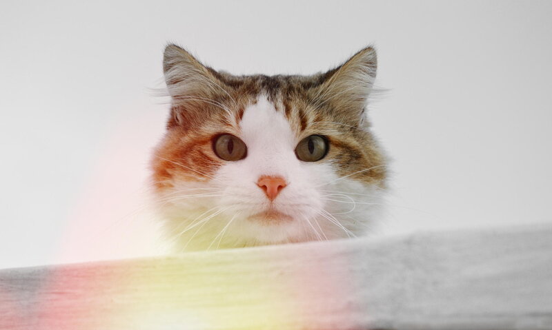 Tabby Cat Peeking over Edge — White