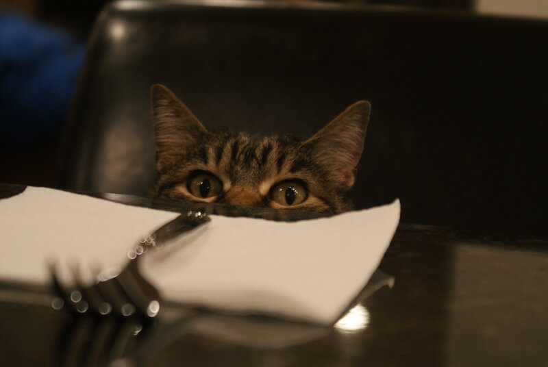 Tabby Cat Peeking over Napkin