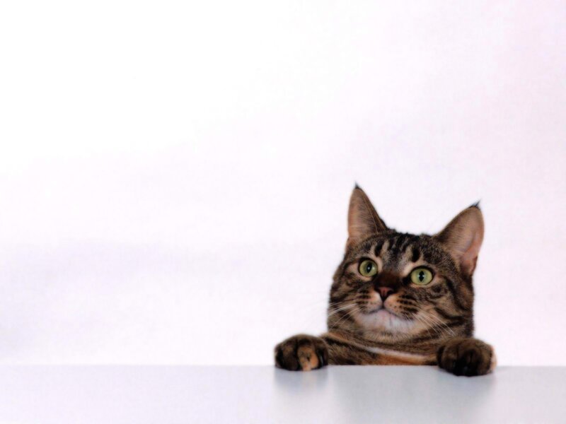 Tabby Cat Peeking over Surface — Brown, Curious, Photograph, Table, White Background
