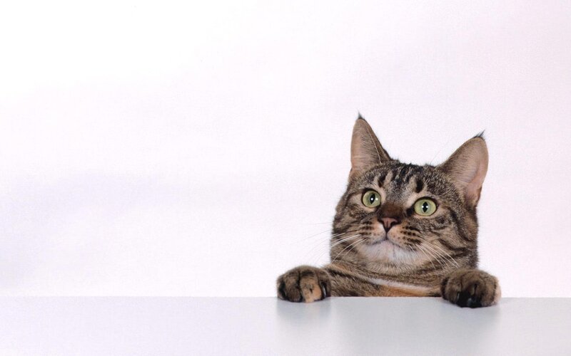 Tabby Cat Peeking over Surface — Brown, Curious, Photograph