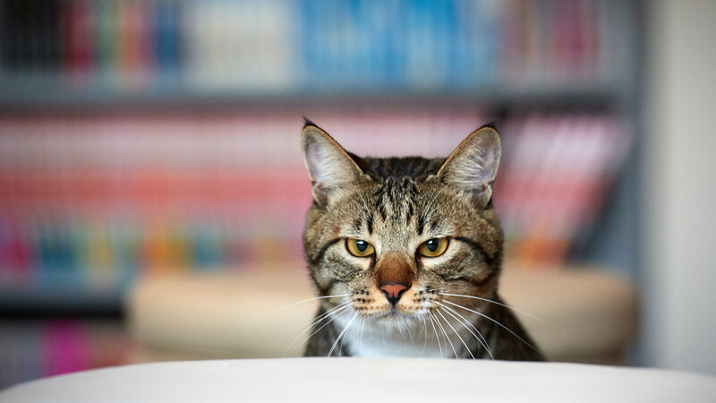 Tabby Cat Peeking over Surface — Brown, Curious