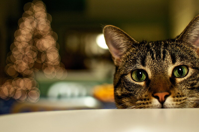 Tabby Cat Peeking over Surface — Brown