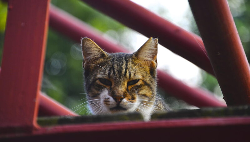 Tabby Cat Peeking Through Bars