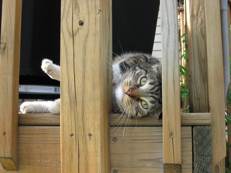 Tabby Cat Peeking Through Fence