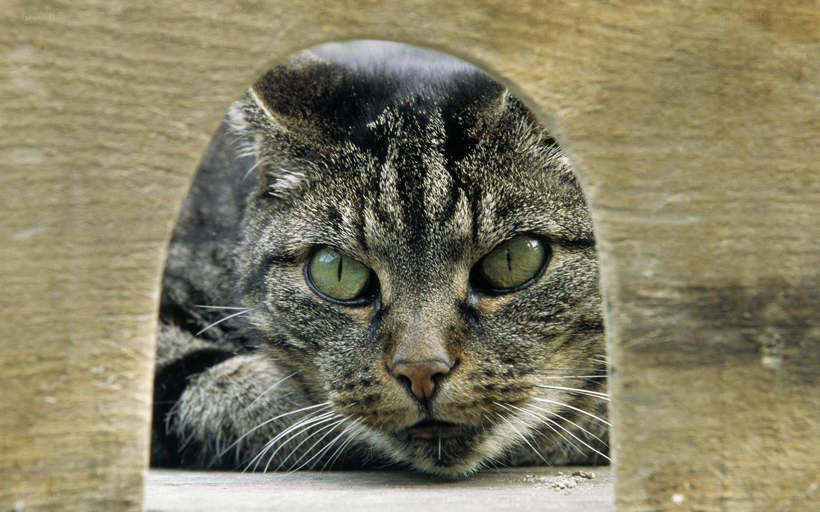 Tabby cat peeking through hole