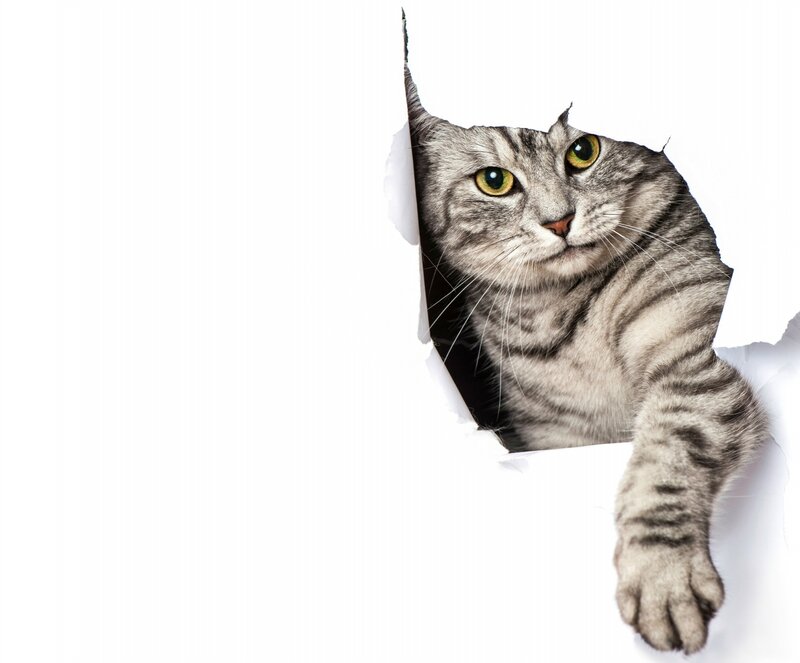 Tabby Cat Peeking Through Hole — Gray