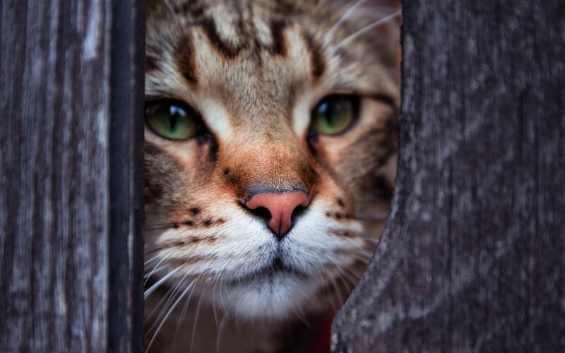 Tabby Cat Peeking Through