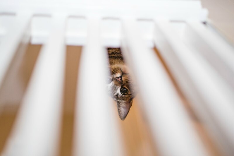 Tabby Cat Peeking Through — White