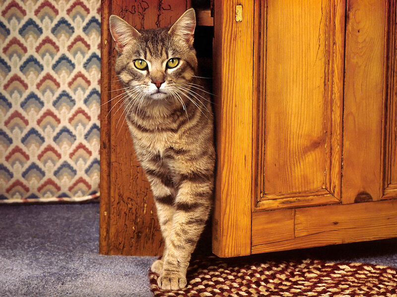 Tabby Cat Peeking