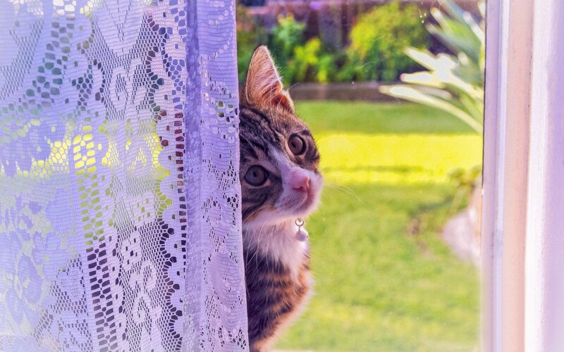 Tabby Cat Peeking — White
