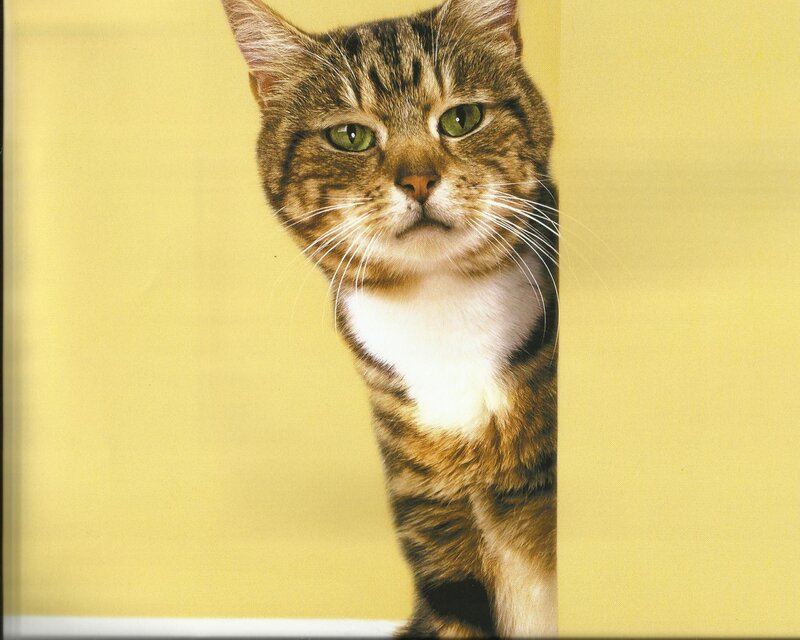 Tabby Cat Peeking — Yellow