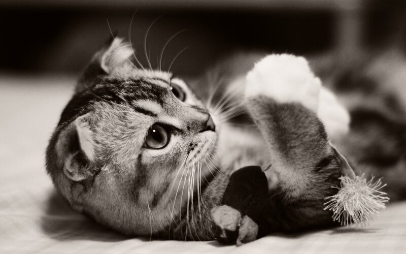 Tabby Cat Playing — Black