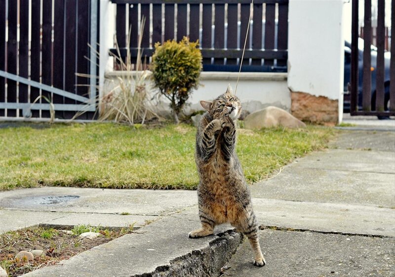Tabby Cat Playing — Brown, Playful, Afternoon