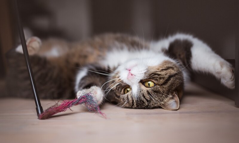 Tabby Cat Playing — Brown, Playful, Photograph, Cat Toy