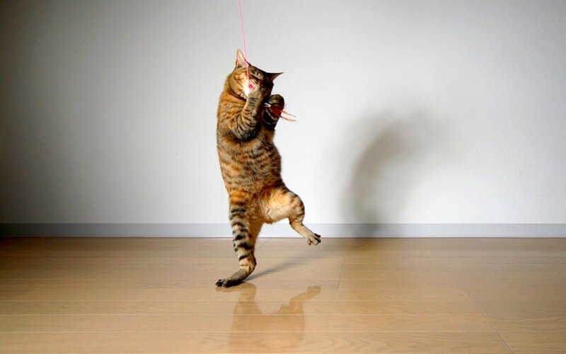 Tabby Cat Playing — Brown, Playful, Photograph, String Toy