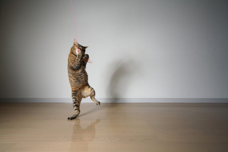 Tabby Cat Playing — Brown, Playful, Photograph, String, Wall
