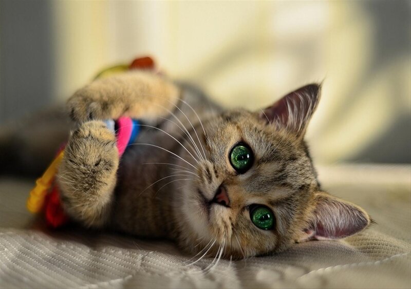 Tabby Cat Playing — Brown, Playful, Photograph