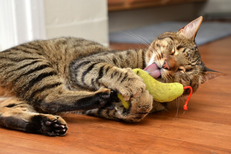 Tabby Cat Playing — Brown, Playful, Photograph, Toy, Floor