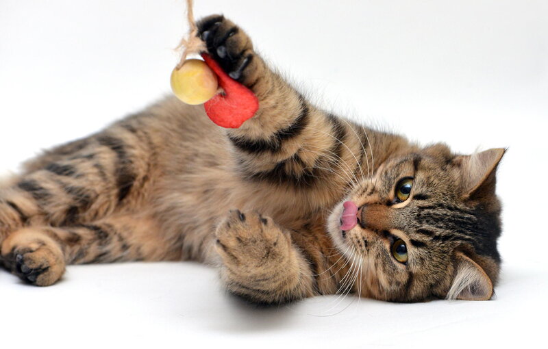 Tabby Cat Playing — Brown, Playful, Photograph, Toy