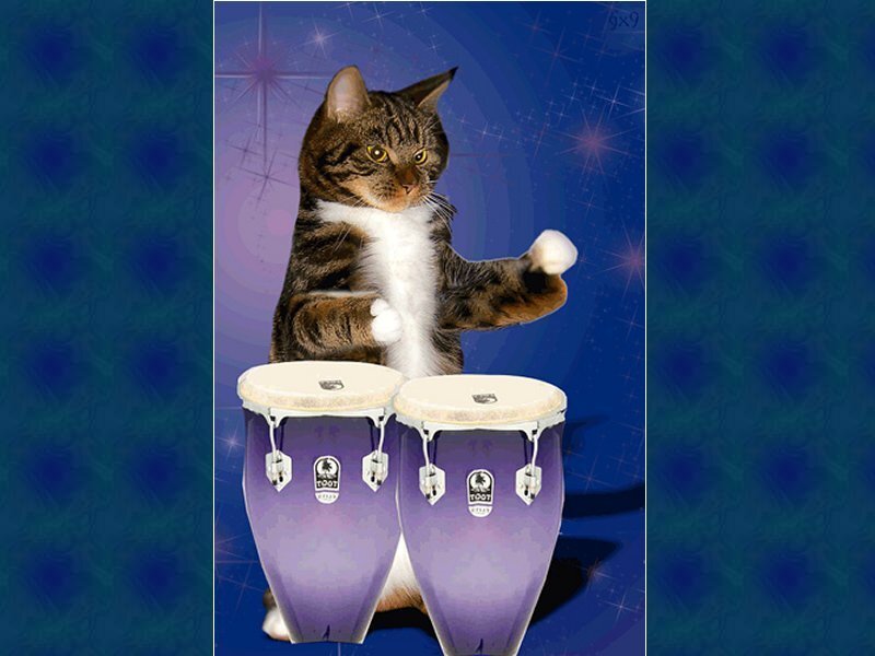 Tabby Cat Playing Drums