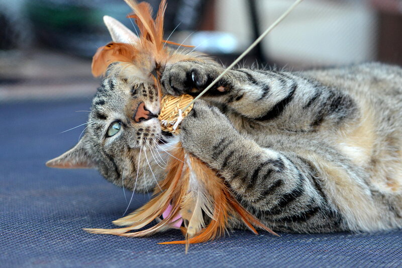 Tabby Cat Playing — Gray, Playful, Photograph