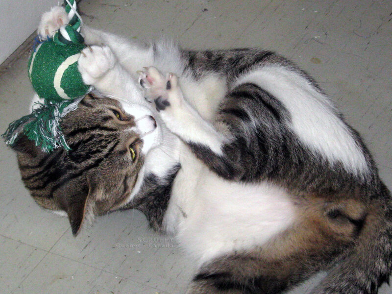 Tabby Cat Playing — Gray, Playful, Photograph, Toy